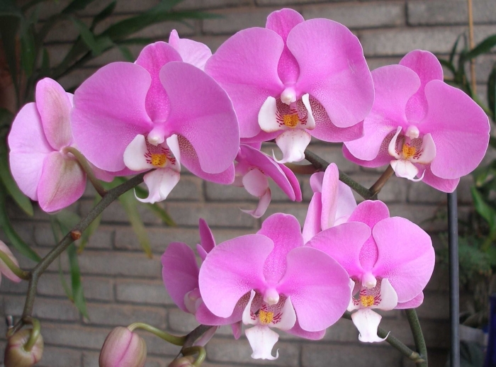 Фаленопсис yellow kizz