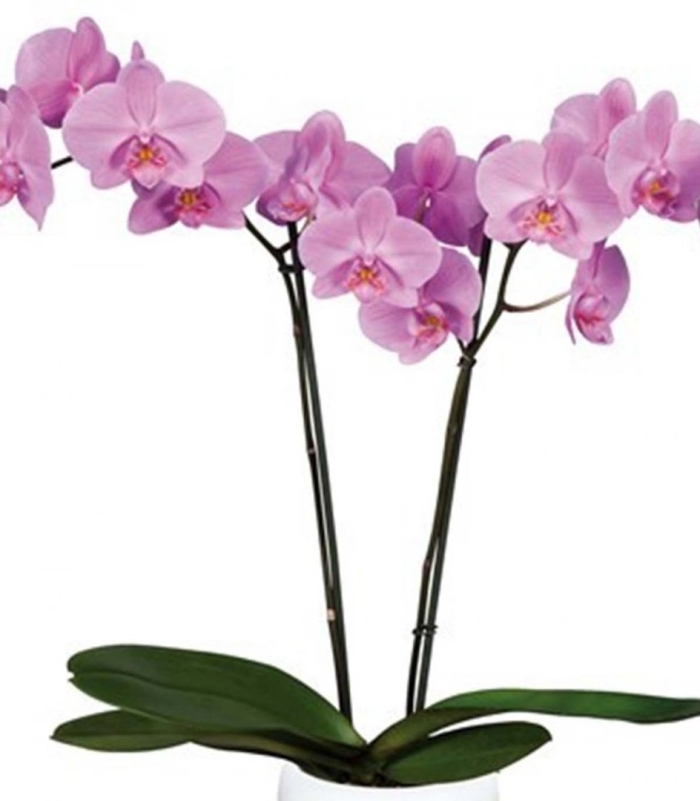 Фаленопсис salinas