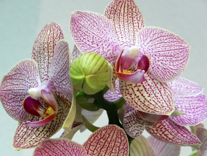 Орхидея фаленопсис шоупис