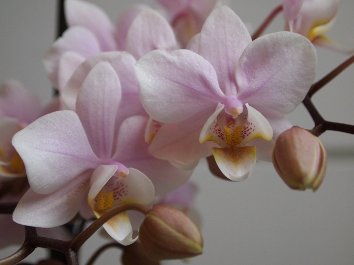 Пинлонг черри орхидея