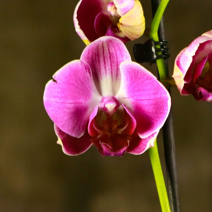 Орхидеи фаленопсис