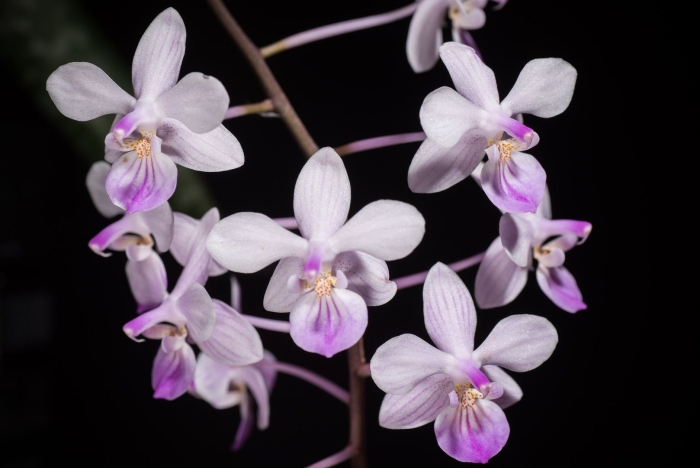 Phalaenopsis orchid