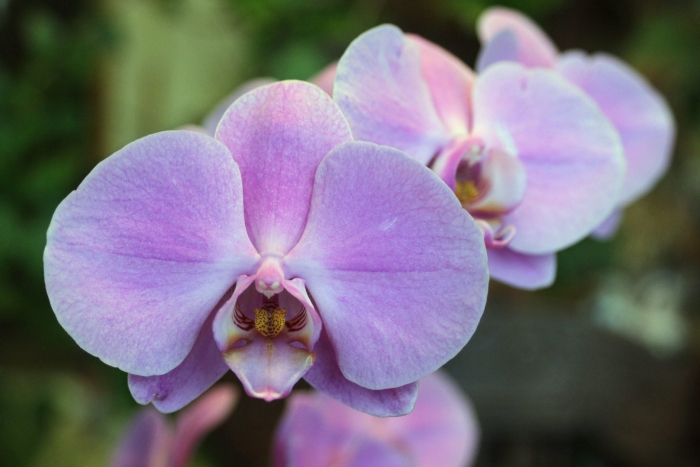 Орхидеи фаленопсис