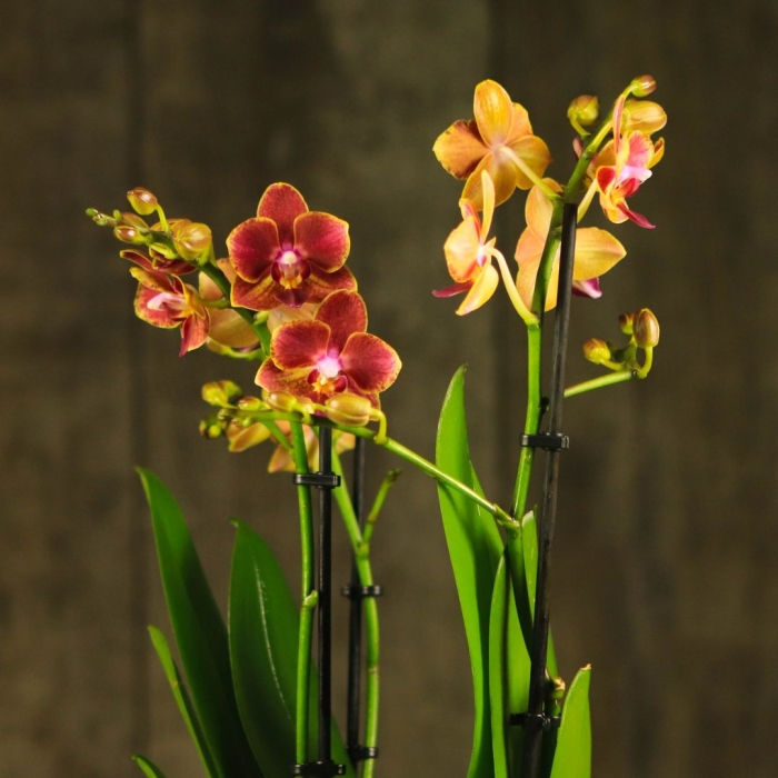 Фаленопсис мультифлора сантос