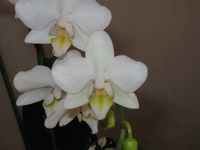 Орхидея фаленопсис белая
