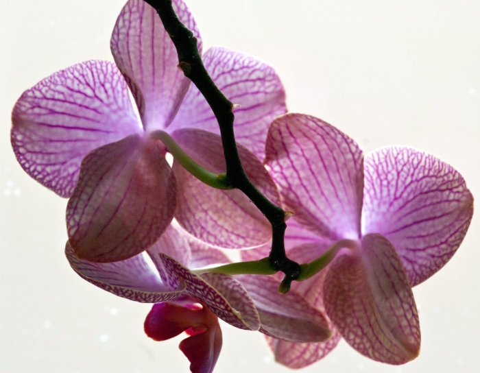 Фаленопсис денвер