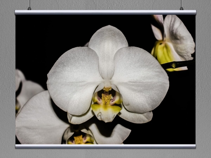 Фаленопсис стюартиана