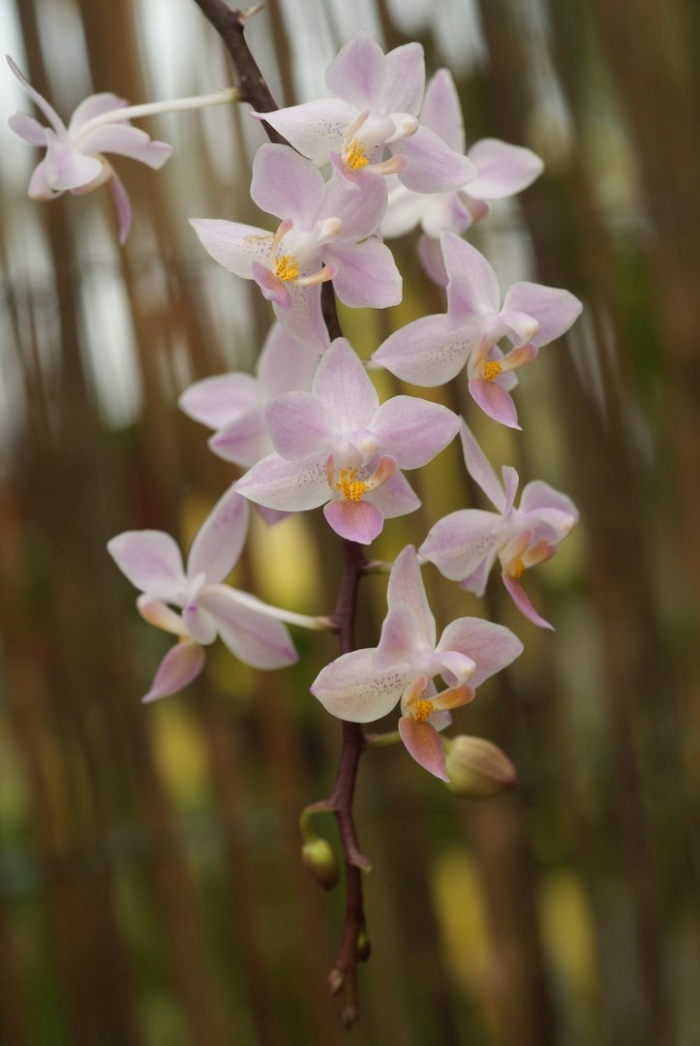 Phalaenopsis equestris