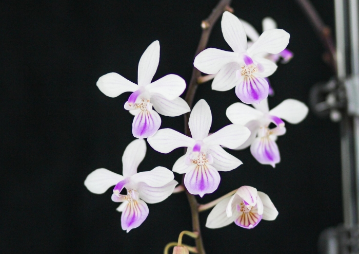 Phalaenopsis lindenii