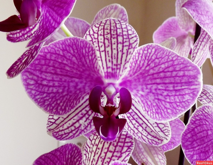 Сиреневая орхидея фаленопсис