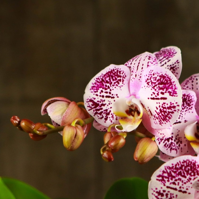 Фаленопсис интрига голландия