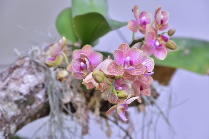 Фаленопсис магдалена