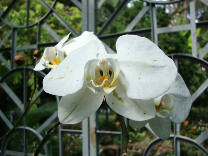 Фаленопсис вайт сван