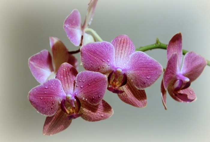 Фаленопсис моушен