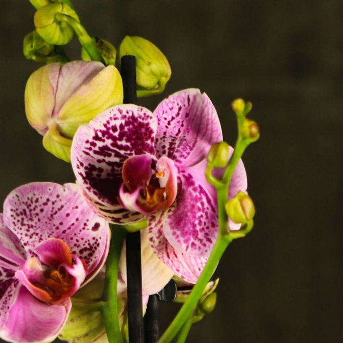 Флёр орхидеи