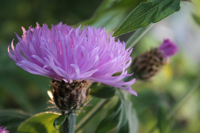 Василек луговой centaurea