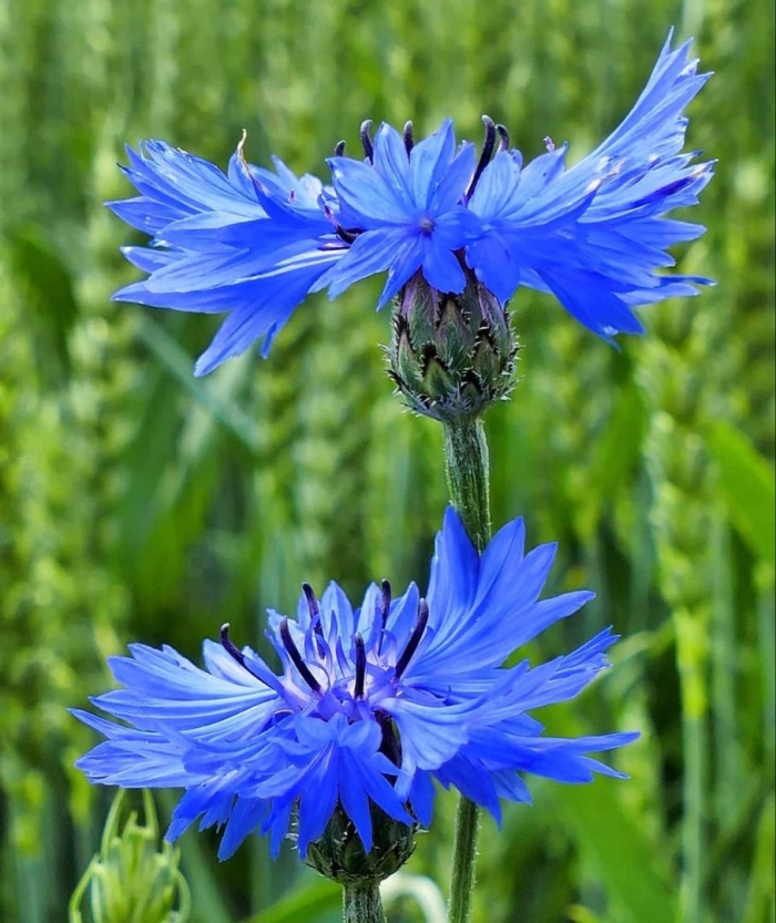 Цветки василька