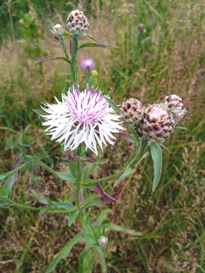 Centaurea jacea