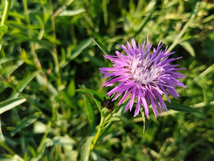 Василек садовый