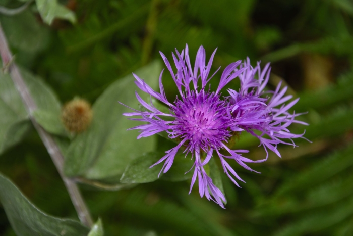 Василек иберийский