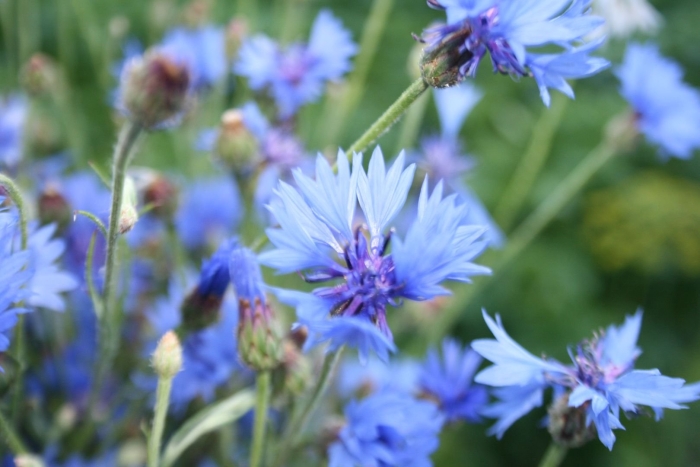 Василек синий цветки