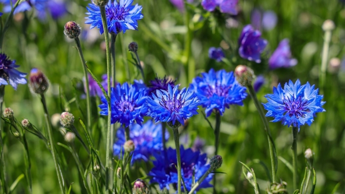 Центаурея василек