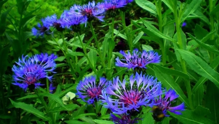 Василек садовый многолетний