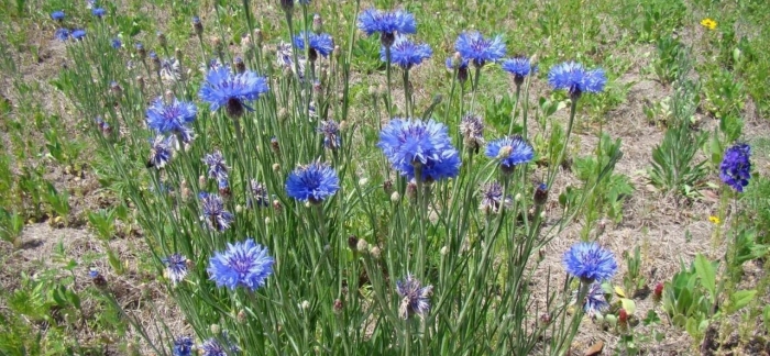 Centaurea cyanus
