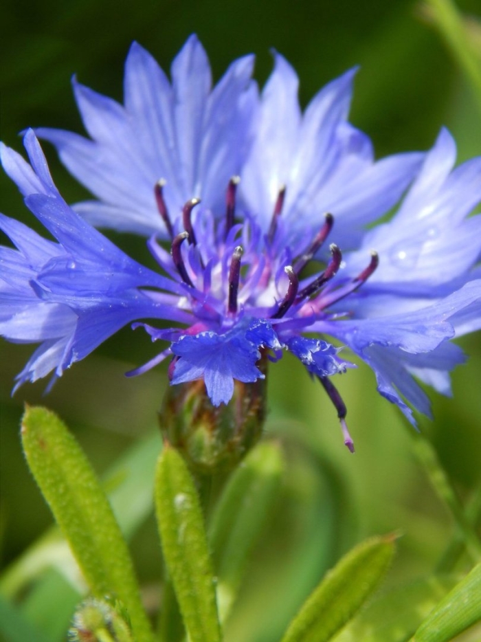 Василёк полевой