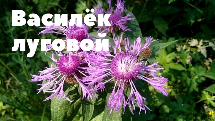 Василёк луговой лекарственное растение