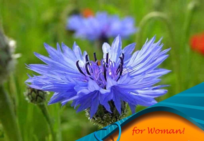 Василек волошка