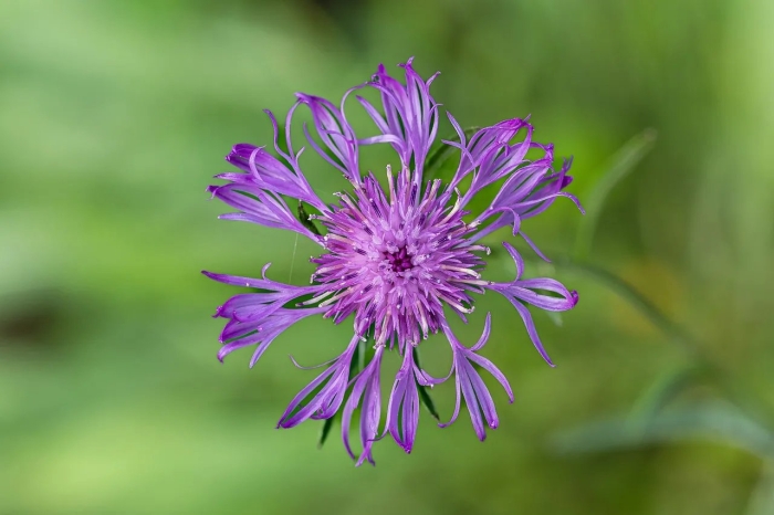 Centaurea pseudoscabiosa