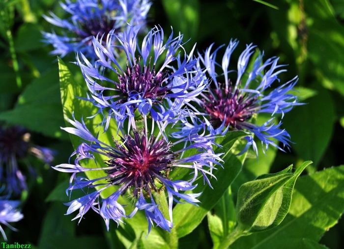 Василек centaurea montana