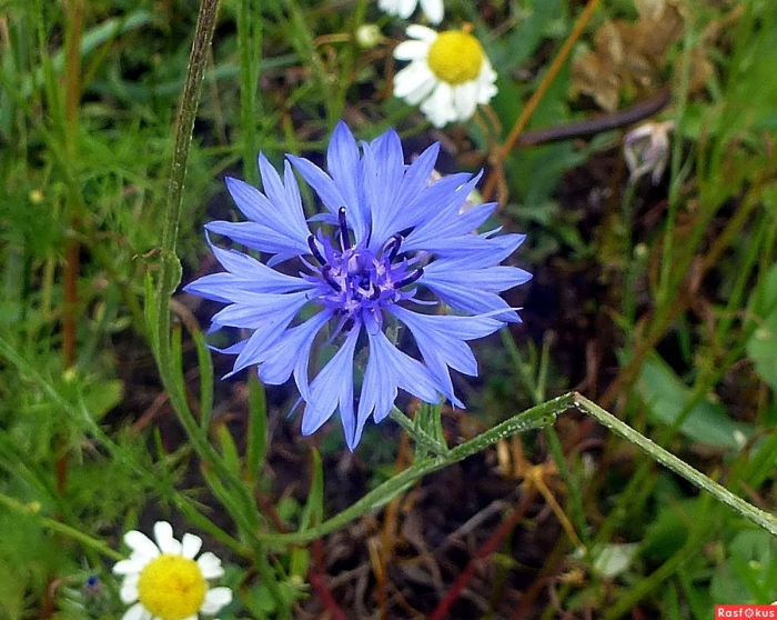 Василек обыкновенный