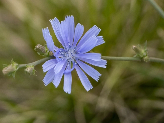 Цикорий обыкновенный cichorium intybus