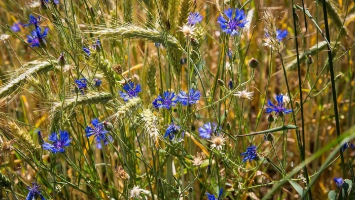 Василёк синий сорные растения