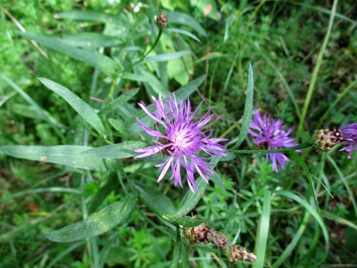 Василек многолетний луговой