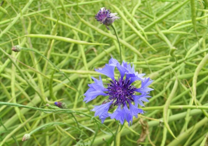 Василек обыкновенный