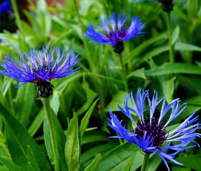 Василек centaurea montana