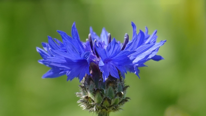 Василек луговой