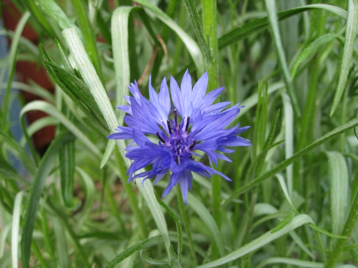 Василек блу медальон