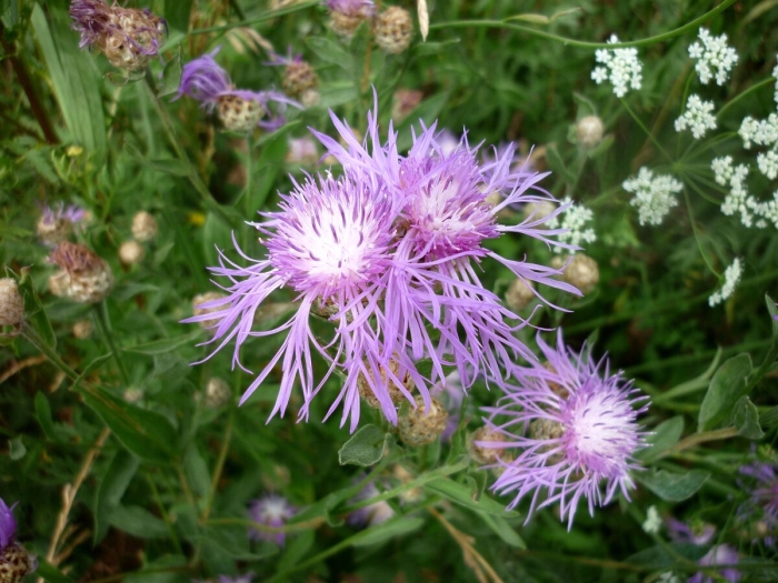 Василёк луговой лечебные