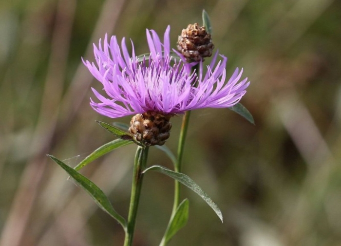 Василёк луговой centaurea jacea