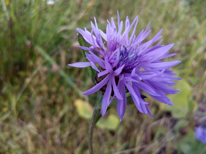Centaurea caspia
