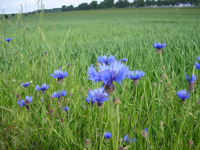 Василек синий полевой