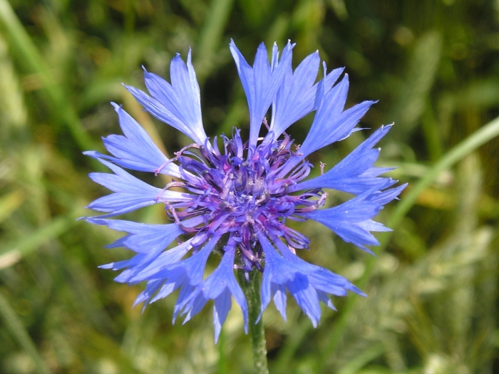 Василек синий (centaurea cyanus)