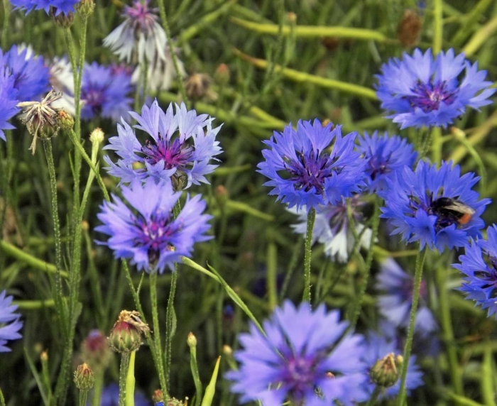 Полевой василек