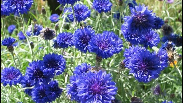 Цветок василек сорта