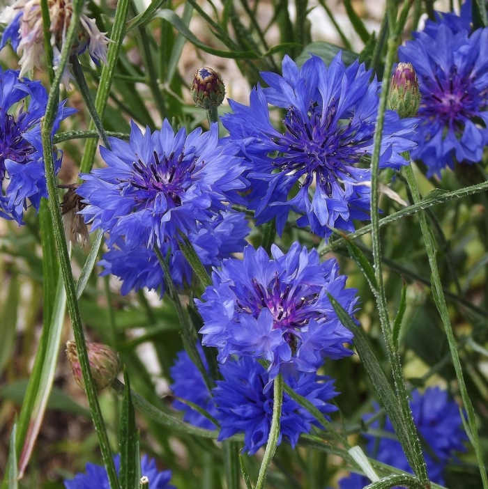 Василек полевой centaurea cyanus