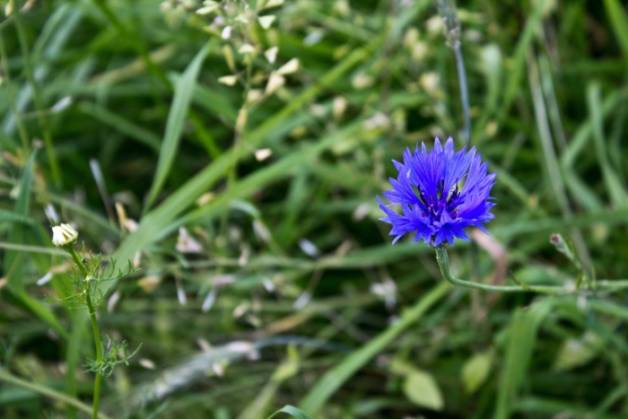 Василек синий латынь